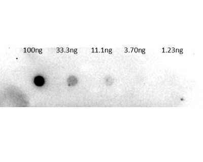 Dot Blot: Trypsinogen Antibody [Biotin] [NBP1-77737] - Dot Blot of Rabbit Trypsinogen antibody [Biotin].Lane 1: 100ng.Lane 2: 33.3ng.Lane 3: 11.1ng.Lane 4: 3.7ng.Lane 5: 1.23ng.Primary Antibody: Anti-trypsinogen BAC 1ug/mL.Secondary Antibody: Streptavidin-HRP 1:40,000.Blocking buffer for 30 min at RT.